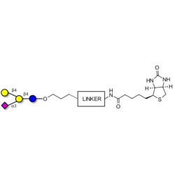 GM2 Ganglioside oligosaccharide analogue linked to biotin with cleavable linker (Linker-CLBT A)
