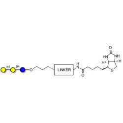 Globotriose (Gb3) linked to biotin with cleavable linker (Linker-CLBT A)