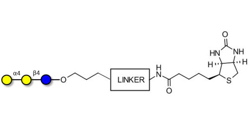 Globotriose (Gb3) linked to biotin with cleavable linker (Linker-CLBT A) - Pk antigen