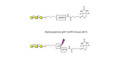 Core type 4 (Gb5 triose core structure) linked to biotin with cleavable linker (Linker-CLBT A) - GLY126-AP