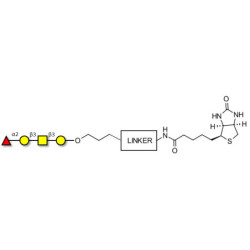 Blood group H antigen tetraose type 4 linked to biotin with cleavable linker (Linker-CLBT A)