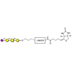 Stage-Specific Embryonic Antigen-4 tetraose (SSEA-4 tetraose) linked to biotin with cleavable linker (Linker-CLBT A)