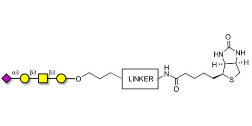 Stage-Specific Embryonic Antigen-4 tetraose (SSEA-4 tetraose) linked to biotin with cleavable linker (Linker-CLBT A)