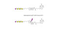 Stage-Specific Embryonic Antigen-4 tetraose (SSEA-4 tetraose) linked to biotin with cleavable linker (Linker-CLBT A)