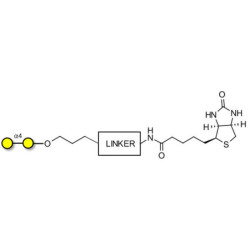 α1-4 galactobiose linked to biotin with cleavable linker (Linker-CLBT A)