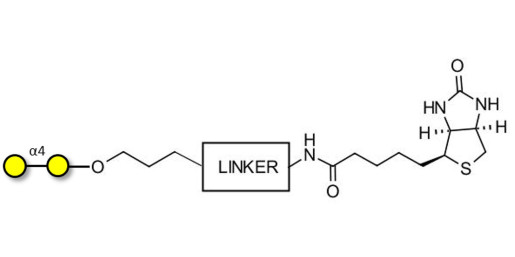 α1-4 galactobiose linked to biotin with cleavable linker (Linker-CLBT A)