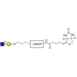 GlcNAcβ1-3Gal linked to biotin with cleavable linker (Linker-CLBT A)