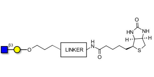 GlcNAcβ1-3Gal linked to biotin with cleavable linker (Linker-CLBT A)