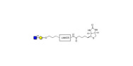 GlcNAcβ1-3Gal linked to...