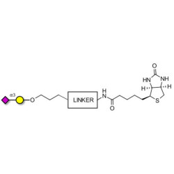 GM4 Ganglioside oligosaccharide linked to biotin with cleavable linker (Linker-CLBT A)