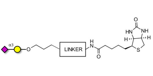 GM4 Ganglioside oligosaccharide linked to biotin with cleavable linker (Linker-CLBT A) - 3-Sialylgalactose
