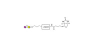 GM4 Ganglioside...