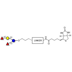2',2-Difucosyllactose linked to biotin with cleavable linker (Linker-CLBT A)