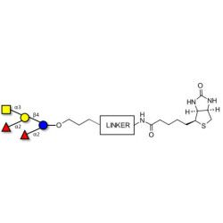 Fucosyl A antigen pentaose type 6 linked to biotin with cleavable linker (Linker-CLBT A)