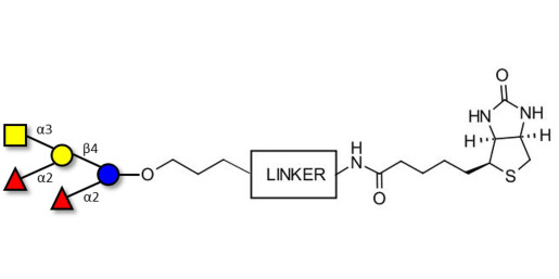 Fucosyl A antigen pentaose type 6 linked to biotin with cleavable linker (Linker-CLBT A)
