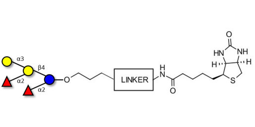 Fucosyl B antigen pentaose type 6 linked to biotin with cleavable linker (Linker-CLBT A)