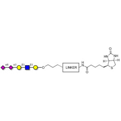 Disialylated pentaose type 1 linked to biotin with cleavable linker (Linker-CLBT A)