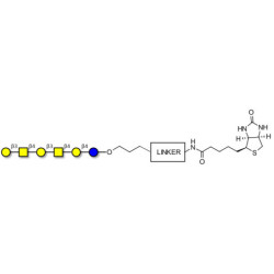 GalGalNAc-asialo GM1 Ganglioside oligosaccharide linked to biotin with cleavable linker (Linker-CLBT A)