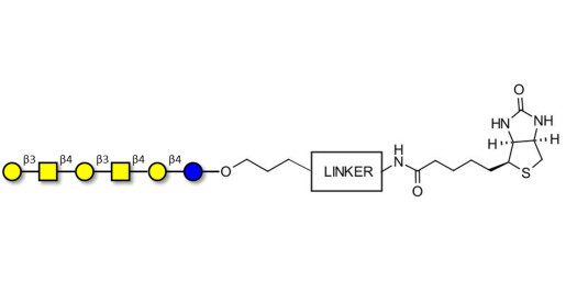 GalGalNAc-asialo GM1 Ganglioside oligosaccharide linked to biotin with cleavable linker (Linker-CLBT A) - GalGalNac-aGM1