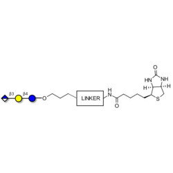 Glucuronyl-lactose linked to biotin with cleavable linker (Linker-CLBT A)