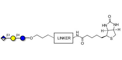 Glucuronyl-lactose linked to biotin with cleavable linker (Linker-CLBT A) - HNK 1 epitope precursor