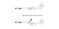 Glucuronyl-lactose linked to biotin with cleavable linker (Linker-CLBT A) - HNK 1 epitope precursor