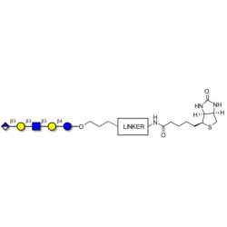Glucuronyl-Lacto-N-tetraose linked to biotin with cleavable linker (Linker-CLBT A)