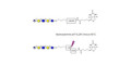 Glucuronyl-Lacto-N-tetraose linked to biotin with cleavable linker (Linker-CLBT A) - Glucuronyl-LNT