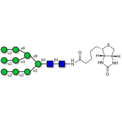 Man9 linked to biotin (Linker-BT F)