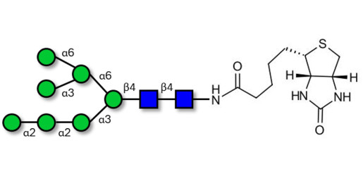 Man7D1 linked to biotin (Linker-BT F)