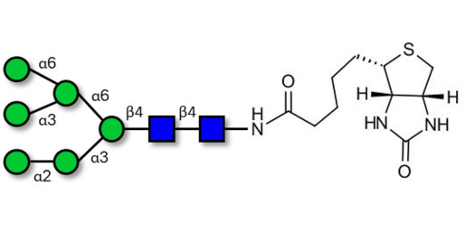 Man6 linked to biotin (Linker-BT F)