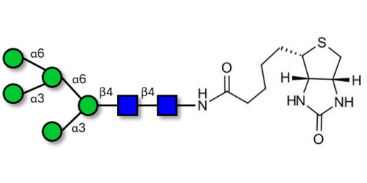 Man5 linked to biotin (Linker-BT F)