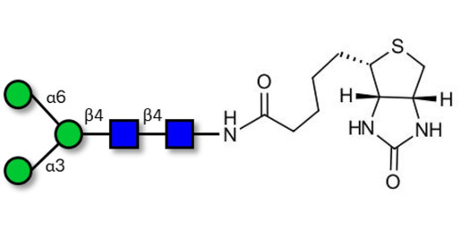 Man3 linked to biotin (Linker-BT F)