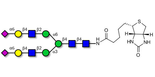2,6-sialylated complex-type N-glycan linked to biotin (Linker-BT F) - A2G2S(6)2 ; G2S2 (α2,6) ; A2-N-Glycan ; Disialo (2,6), biantennary (A2) ; A2G2S2 N-glycan ; Di-sialylated, galactosylated, bi-antennary N-linked glycan