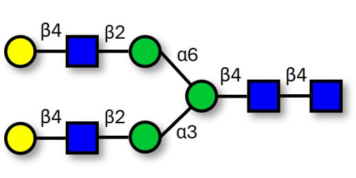 Asialo complex-type N-glycan (>90% HPLC) - A2G2 ; G2 ; NA2 N-Glycan ; Asialo, galactosylated, biantennary