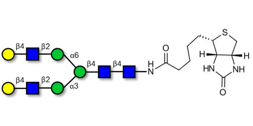 Asialo complex-type N-glycan linked to biotin (Linker-BT F) - A2G2 ; G2 ; NA2 N-Glycan ; Asialo, galactosylated, biantennary