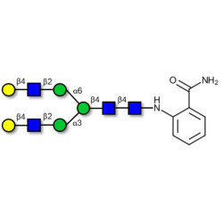 Asialo complex-type N-glycan 2AB-labeled 
