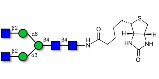 Asialo, agalacto complex-type N-glycan linked to biotin (Linker-BT F) - A2G0 ; Asialo, agalacto complex-type glycan ; NGA2 N-Glycan