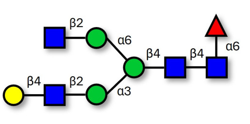 Asialo, monogalactosylated, fucosylated complex-type N-glycan (>90% HPLC) - FA1[3] ; G0F-N ; NA2G1F N-Glycan ; FA2[3]G1 ; FA2G1 glycan (G1F) ; NA2G1F N-Glycan ; Asialo, core fucosylated, bi-antennary N-linked glycan ;  G1F N-Glycan ; Asialo, monogalactosylated, core fucosylated bi-antennary N-linked glycan