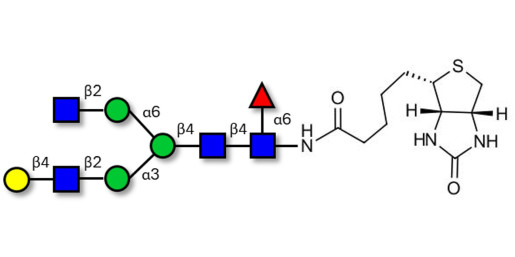 Asialo, monogalactosylated, fucosylated complex-type N-glycan linked to biotin (Linker-BT F) - FA1[3] ; G0F-N ; NA2G1F N-Glycan ; FA2[3]G1 ; FA2G1 glycan (G1F) ; NA2G1F N-Glycan ; Asialo, core fucosylated, bi-antennary N-linked glycan ;  G1F N-Glycan ; Asialo, monogalactosylated, core fucosylated bi-antennary N-linked glycan