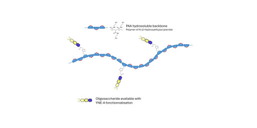 Lewis b (Leb) pentaose grafted on polyacrylamide (PAA)