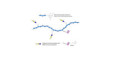 Lewis a (Lea) tetraose grafted on polyacrylamide (PAA) with biotin