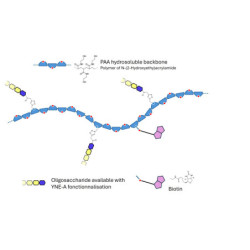 Lewis b (Leb) pentaose grafted on polyacrylamide (PAA) with biotin