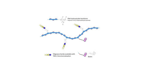 Lewis b (Leb) pentaose grafted on polyacrylamide (PAA) with biotin