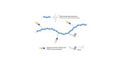 Gb4 Globoside terminal...