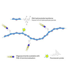 Lewis a (Lea) tetraose grafted on polyacrylamide (PAA) with fluorescein