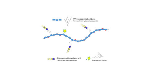 Lewis a (Lea) tetraose grafted on polyacrylamide (PAA) with fluorescein