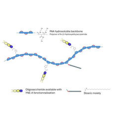Blood group A antigen hexaose type 1 grafted on polyacrylamide (PAA) with stearic chain