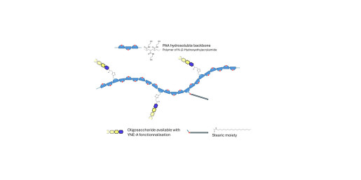 Lewis a (Lea) tetraose grafted on polyacrylamide (PAA) with stearic chain