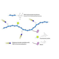 Lewis b (Leb) pentaose grafted on polyacrylamide (PAA) with biotin and fluorescein